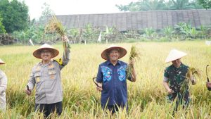 Wujudkan Swasembada Pangan Nasional,Bupati Langkat Ikuti Panen Raya Serentak