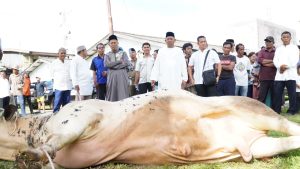 Bupati Syah Afandin, Sumbang 12 Sapi, Wujud Nyata Kepedulian untuk Warga Langkat