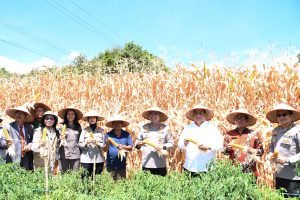 Kapolda Sumut Bersama Bupati dan Wakil Bupati Samosir Panen Jagung Program Ketahanan Pangan Nasional.