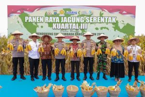 Panen Raya Jagung Kuartal III : Polda Sumut Komitmen Wujudkan Swasembada Pangan