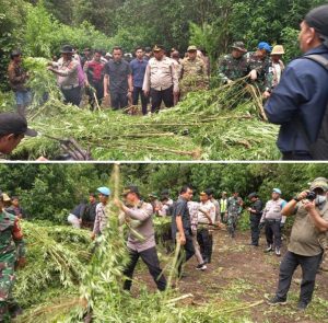 Polres Tanah Karo Bongkar Ladang Ganja di Perbukitan Pancur Batu, 400 Batang Tanaman Dimusnahkan