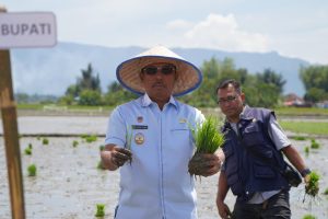 Wabup Toba Apresiasi Tanam Padi Serentak di Hatulian, Minta Penyuluh Pertanian Intensif Dampingi Petani
