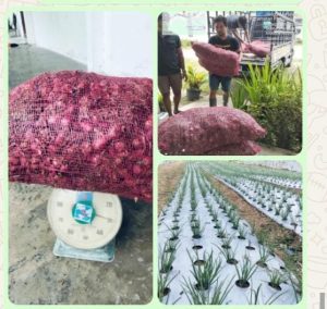 Konsultan Pertanian Bantah Isu Bibit Bawang Merah Rusak di Parmaksian