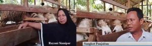 Laksanakan Program Ketapang, Bumdes Desa Marjanji Aceh Kembangkan Ternak Kambing dan Budidaya Jagung