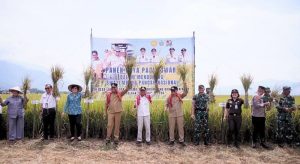 Panen Raya Padi Sawah di Kecamatan Mardingding, Bukti Nyata Upaya Pemkab Karo Pulihkan Lahan Terdampak Banjir