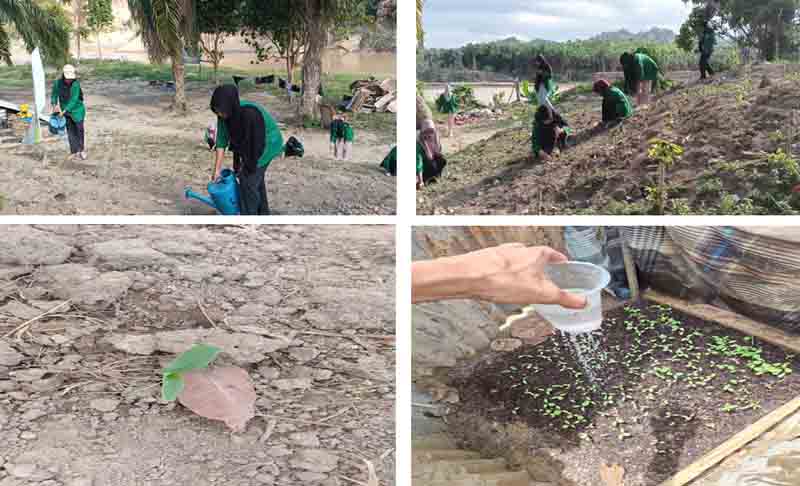 Mahasiswa Berdampak UMN Al-Washliyah Laksanakan Kegiatan Pembibitan Budidaya Tanaman Jagung dan Hortikultura di Desa Lubuk Sidup