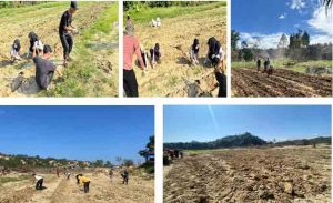 Tim Mahasiswa Berdampak UMN Al-Washliyah Laksanakan Giat Pemulihan Lahan Pertanian Pasca Banjir di Desa Lubuk Sidup