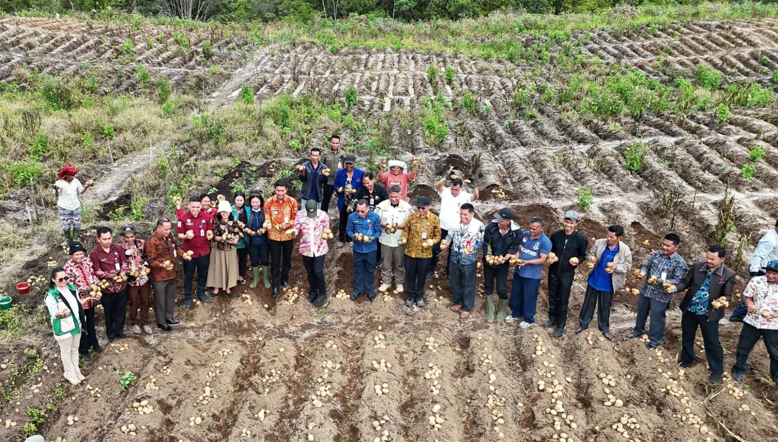Bupati Humbahas Panen Kentang Bersama BUMDes, Produktivitas Capai 18 Ton per Hektare