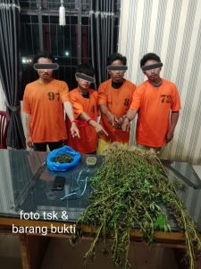Empat Pria Diciduk Unit 1 Satnarkoba Polres Karo, 75 Batang Ganja Ditemukan di Perladangan