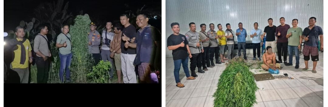 Ratusan Batang Pohon Ganja Dan Pelaku Diamankan Polsek Tanjung Morawa Saat Menjaga Lokasi 