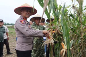 Polres Binjai Bersama Forkopimda Ikuti Panen Raya Jagung Serentak Kuartal II dan Launching Program Ketahanan Pangan Polri