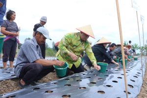 Menjawab Kepercayaan Pusat, Bupati Samosir Tanam Bawang Putih Bantuan Kementan bersama Kelompok Tani
