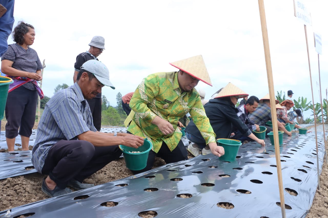 Menjawab Kepercayaan Pusat, Bupati Samosir Tanam Bawang Putih Bantuan Kementan bersama Kelompok Tani