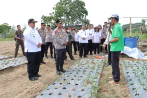 Wujudkan Swasembada Pangan Nasional, Bupati Samosir Bersama Kapolda Sumut Tinjau Lokasi Penanaman Bawang Putih di Kecamatan Simanindo