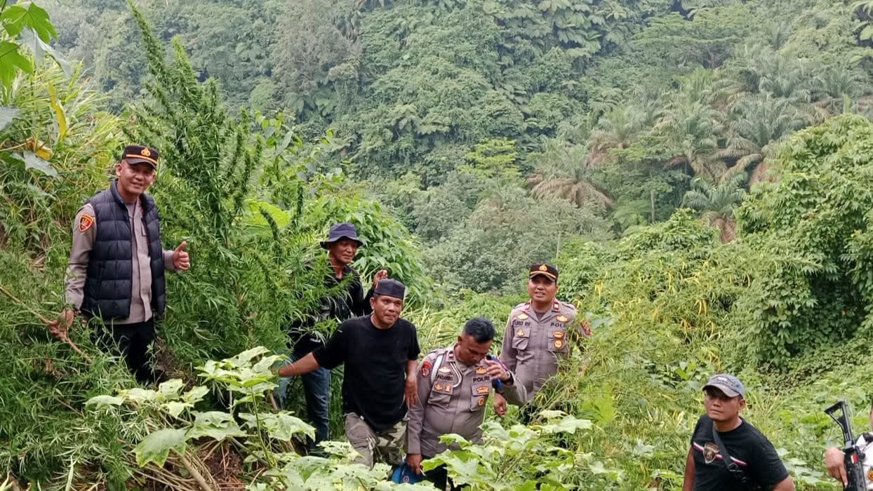 Berawal dari Informasi Warga, Polisi Langkat Ungkap 11 Batang Ganja di Perladangan