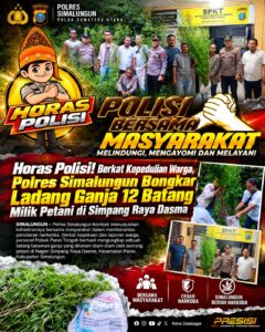 Polsek Panei Tongah Ungkap Ladang Ganja, 12 Batang Diamankan
