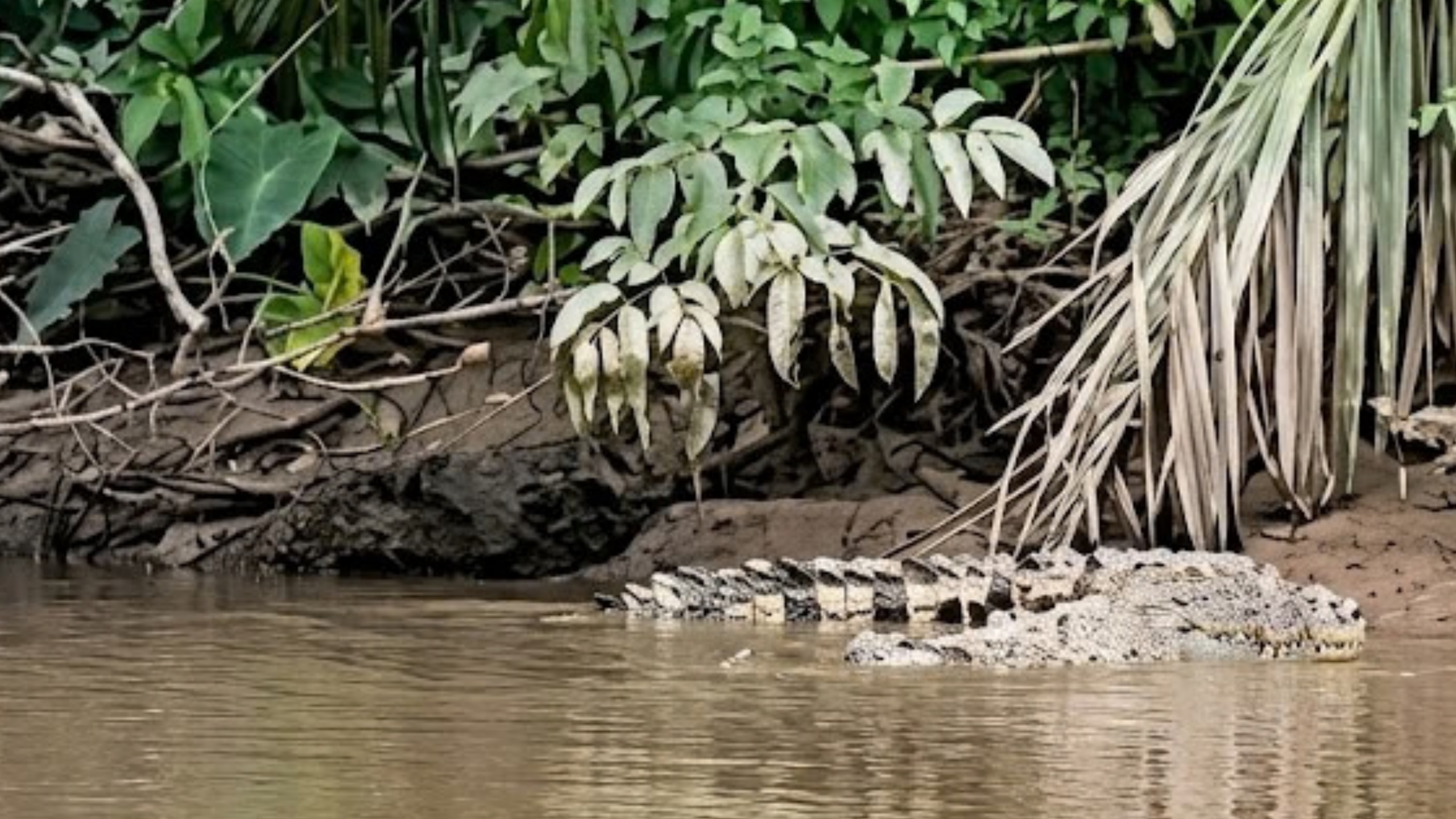 Viral di Medsos, Penampakan Buaya 3 Meter di Sungai Niyur Asahan Resahkan Warga